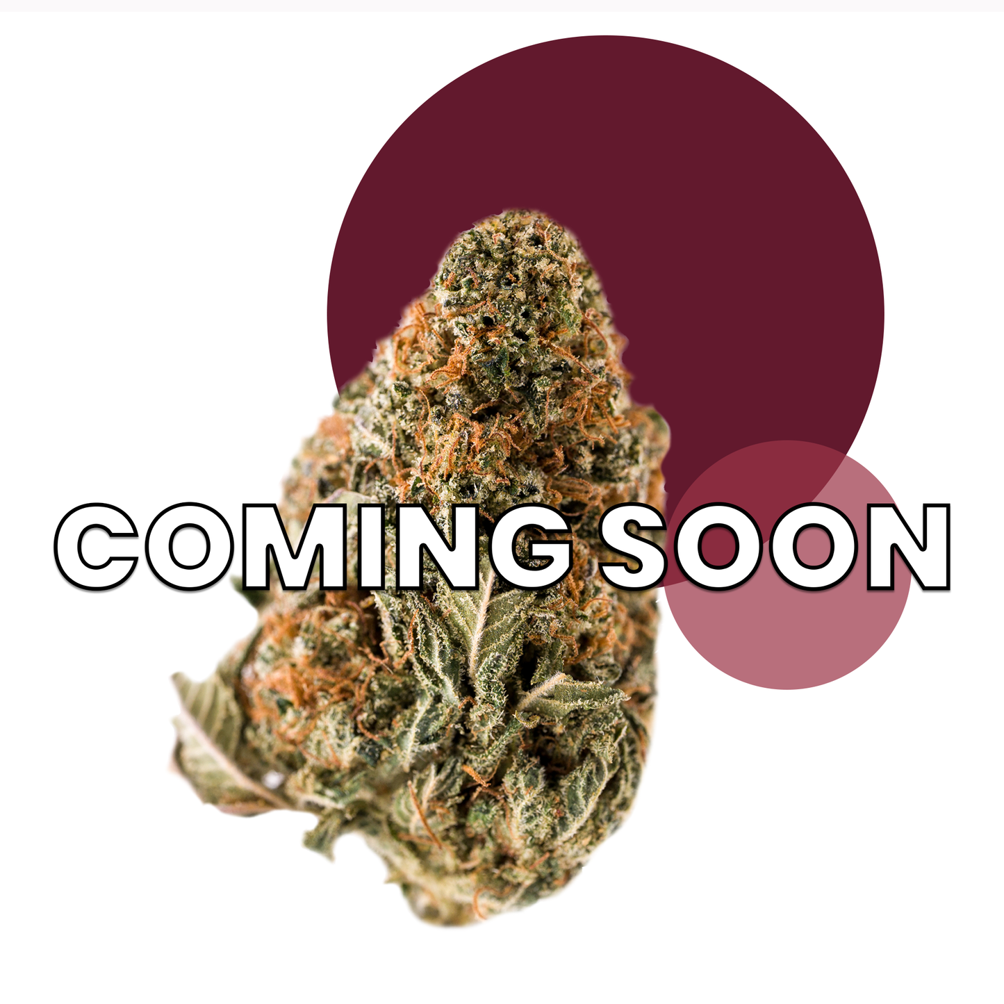 RVF Black Cherry™ Flower | CBD | RVF Hemp