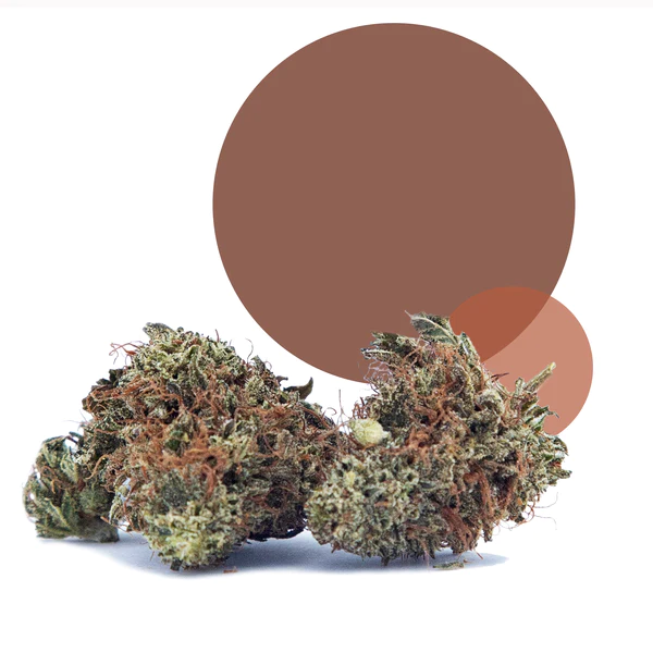 
                      
                        Hemp Pre-Roll - Chocolate Nougat
                      
                    