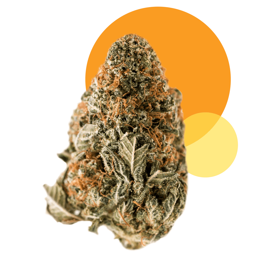 
                      
                        hemp flower cbd
                      
                    