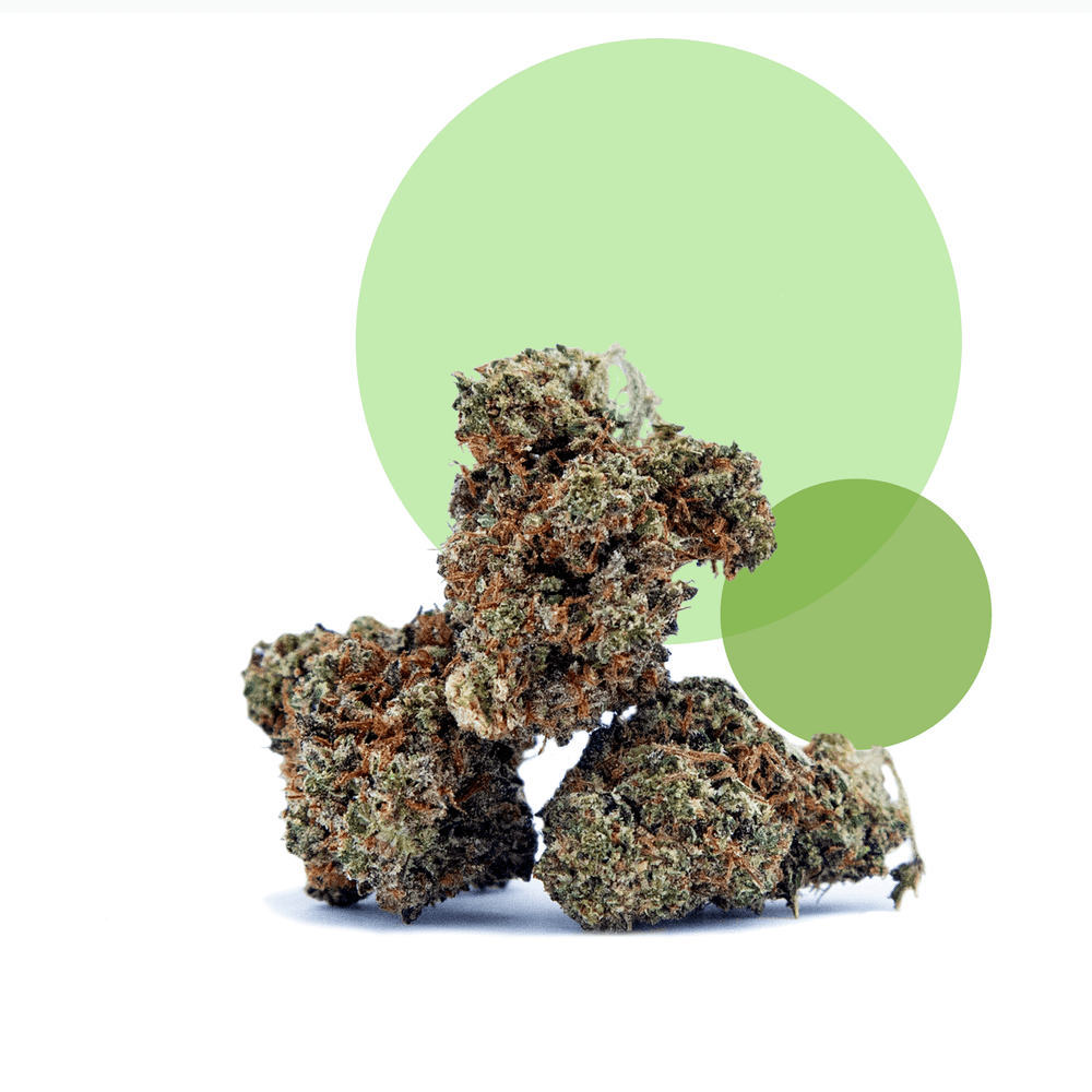 
                      
                        RVF Garlic Gator™ Flower | CBD | RVF Hemp
                      
                    