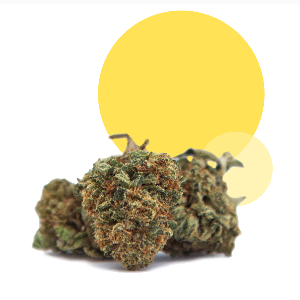 
                      
                        RVF Lemon Zest™ Flower | CBD | RVF Hemp
                      
                    