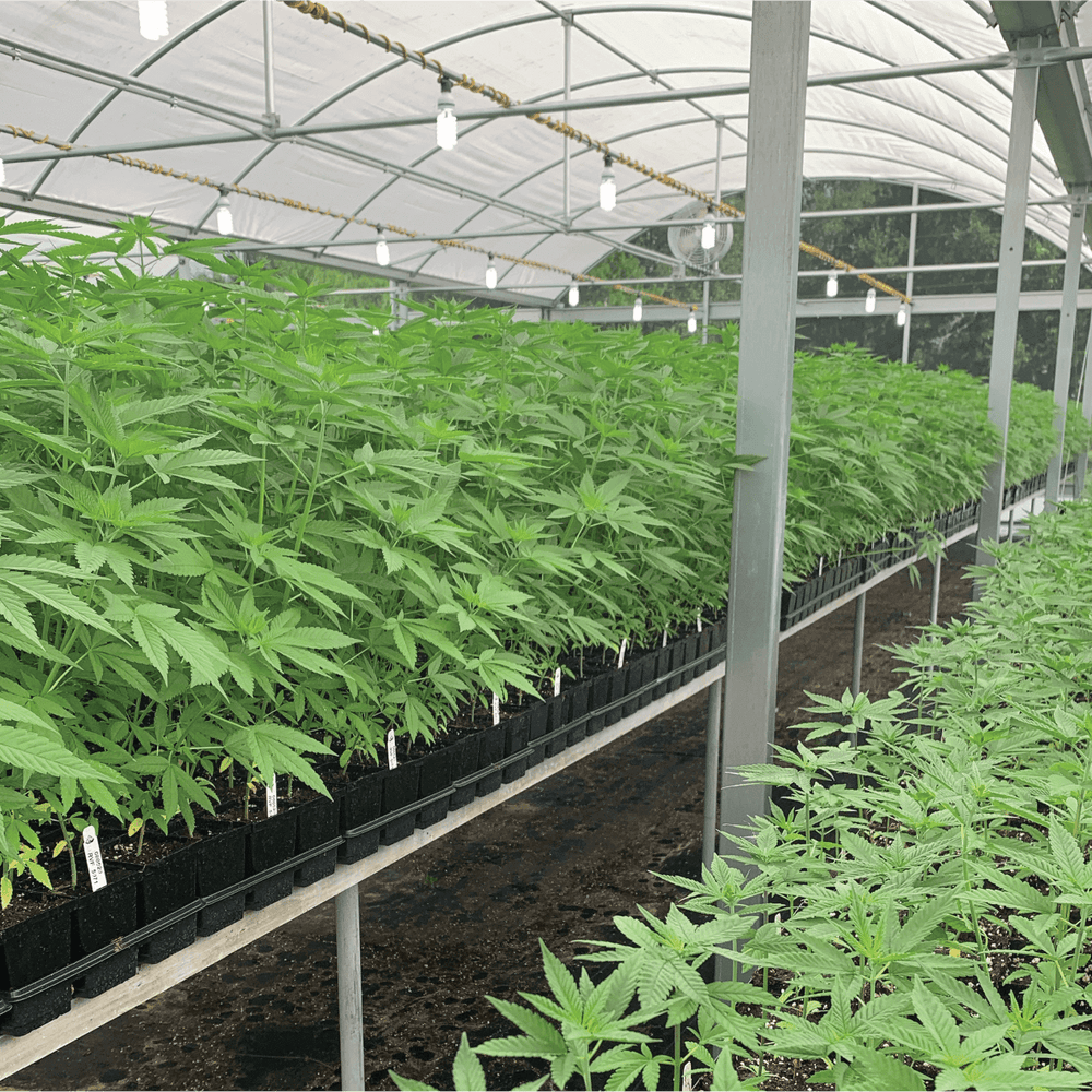 hemp plant