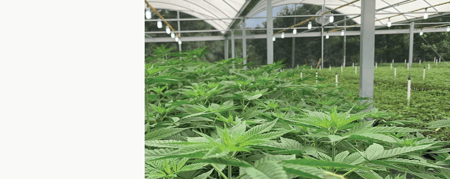 RVF Hemp